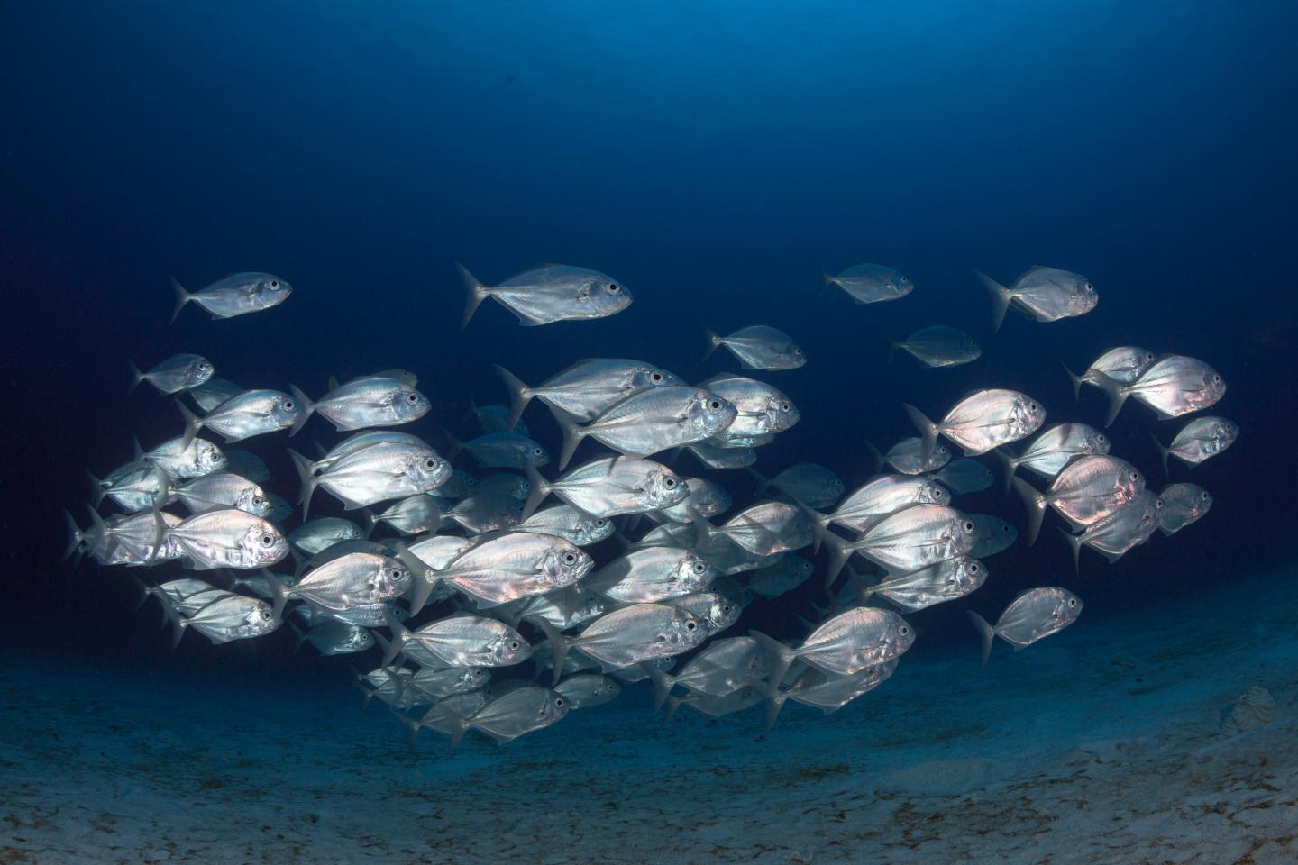 Fish Schooling