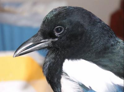 Black Billed Magpie from Korea (<i>Pica pica sericea</i>)