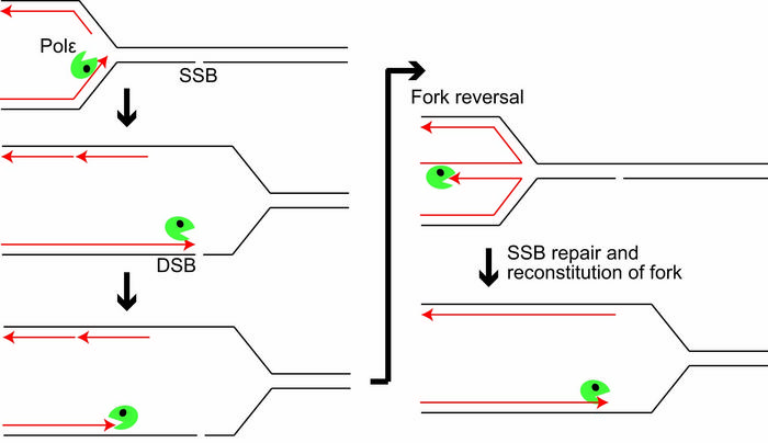 Mechanism behind DNA repair via fork reversal.