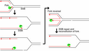 Mechanism behind DNA repair via fork reversal.