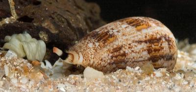 Cone Snail