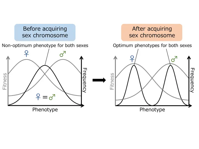 How sex chromosomes might reduce sexual conflict in evolution.