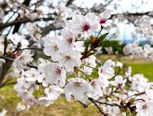 Yoshino cherry blossoms at Kyushu University