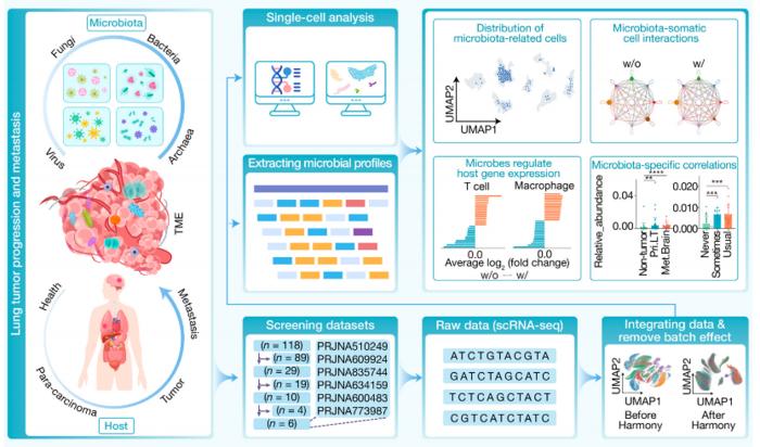 The distribution of microbiota-related cells and microbiome are related to microbiota-somatic cell interactions, regulation of the host gene expression and other levels