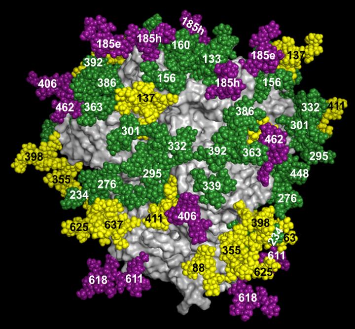 TSRI Researchers Develop New Method to 'Fingerprint' HIV