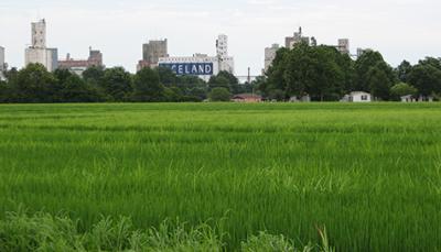 Weedy Rice Taking Over