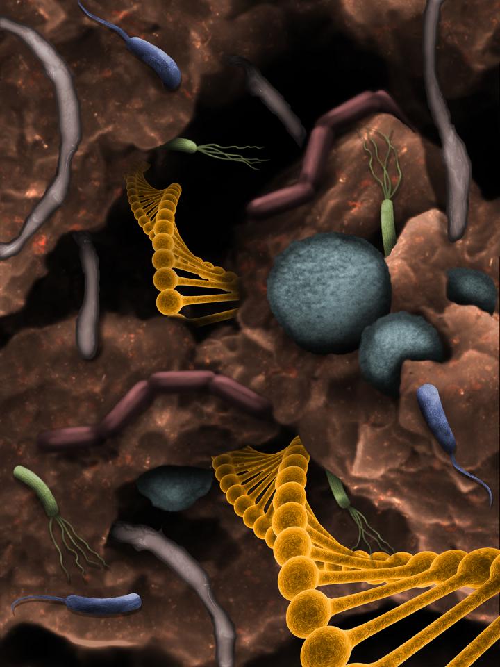 DNA of Soil Microbes