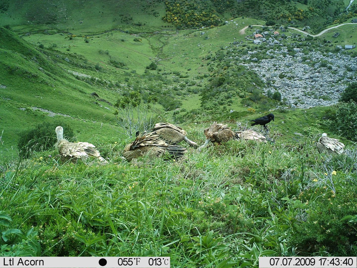 Almost 80 Species Scavenge Hunting Remains Worldwide