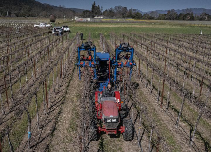 Mechanical Pruning