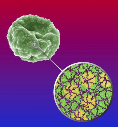 Cell Membranes of Malaria-Infected Red Blood Cells