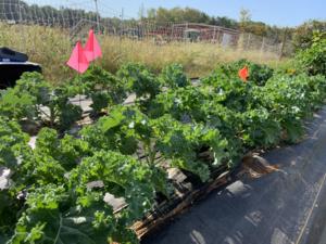 Kale growing at a farm outside Baltimore