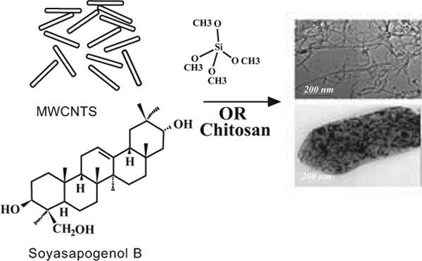 Preparation, Characterization and In vitro Biological Activity of Soyasapogenol B