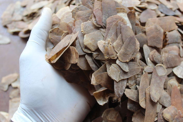 White-bellied pangolin scales confiscated by Nigeria Customs Service