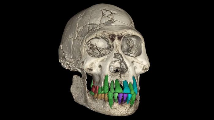 3D reconstruction of the fossil skull of the sub-adult early Homo from the Dmanisi site in Georgia.