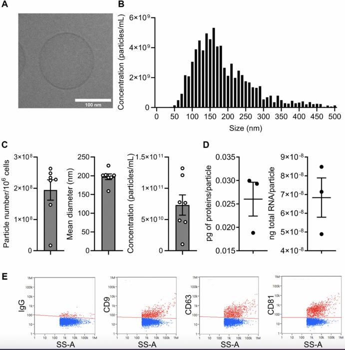 Anti-aging effect of extracellular vesicles from mesenchymal stromal cells on senescence-induced chondrocytes in osteoarthritis