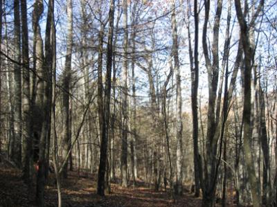 Dead Hemlock Forest in Appalachians