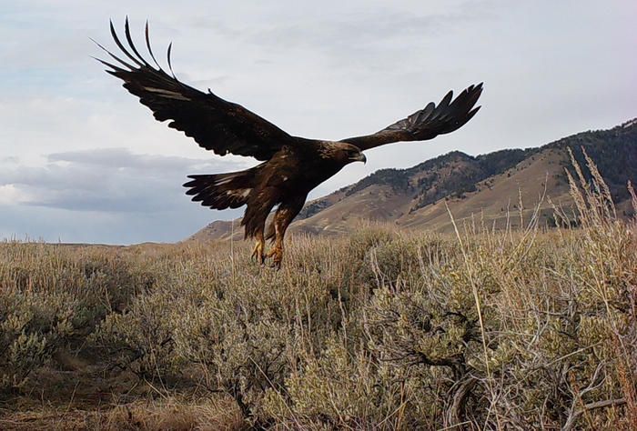 Golden eagle scavenging