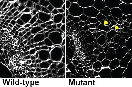 Section of Wild-Type Stems and Stems in Which the Function of the STL Proteins Are Abolished