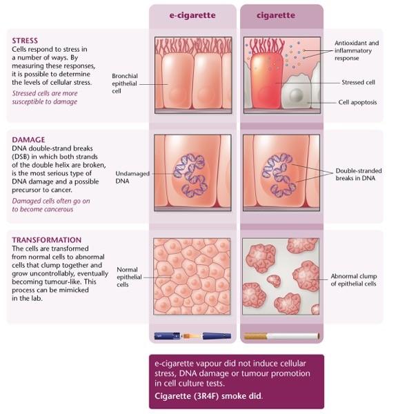In vitro Test Results for E-Cigarette Vapor and Cigarette Smoke