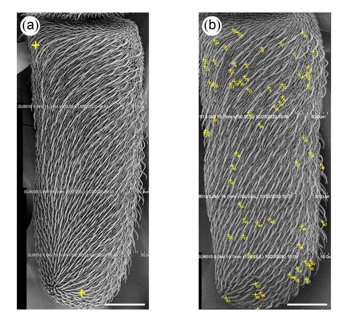 Scanning electro microscopy images of (a) clean and (b) contaminated  antennae of houseflies