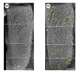 Scanning electro microscopy images of (a) clean and (b) contaminated  antennae of houseflies