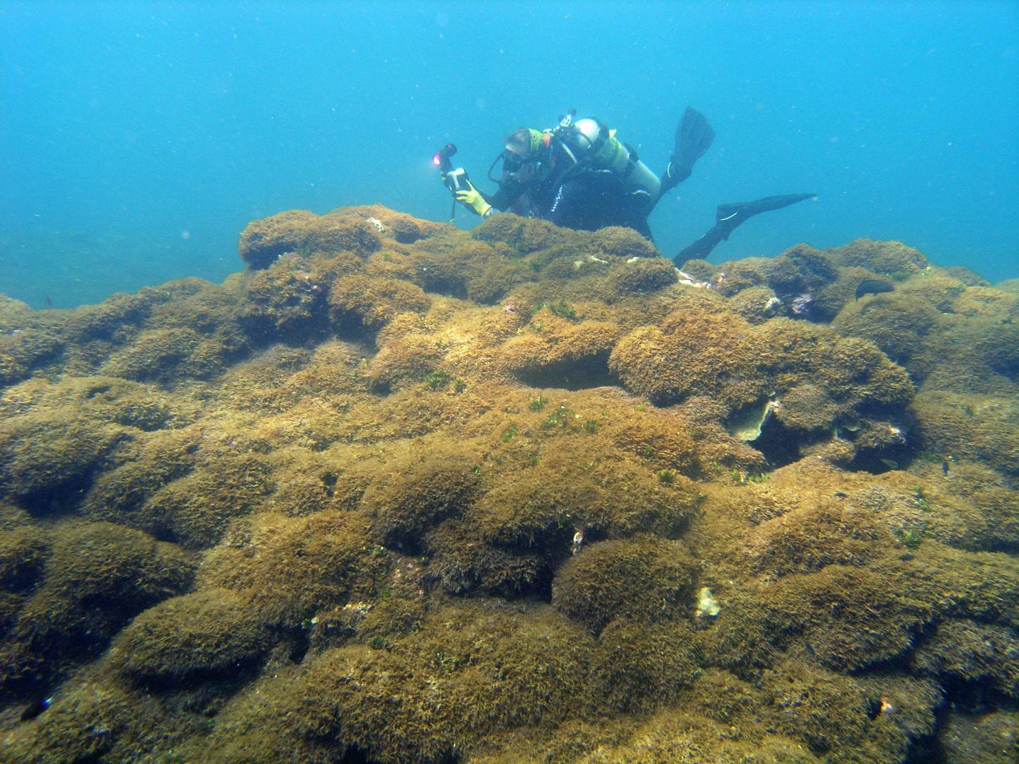 Newly discovered algae species infesting NW Hawaiian waters