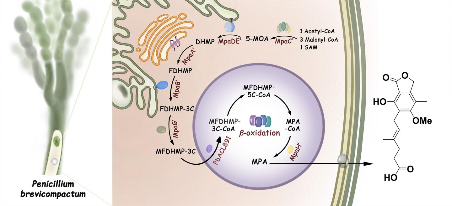 Compartmentalized Biosynthesis of Mycophenolic Acid