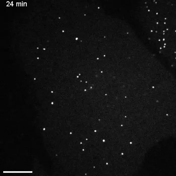 socRNA translation in cells