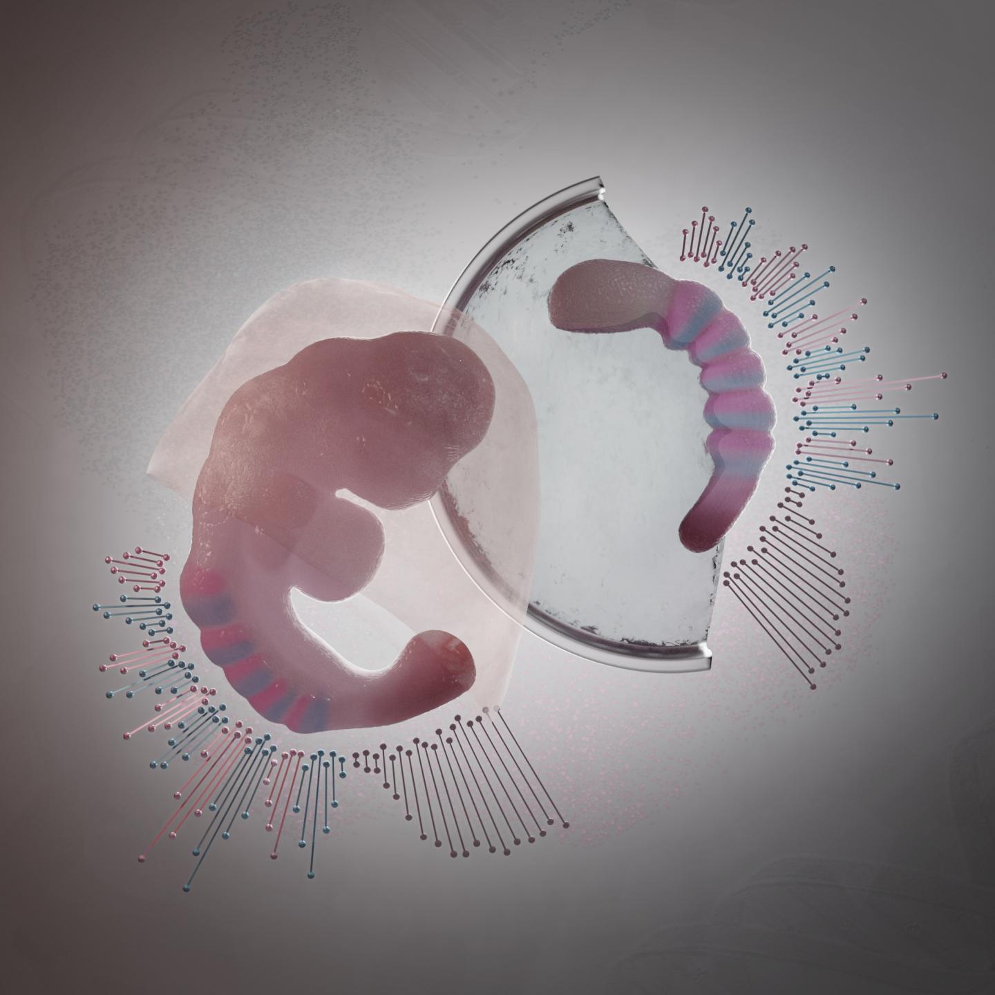Cartoon Rendering of a Mouse Embryo (Left) and a Mouse Gastruloid