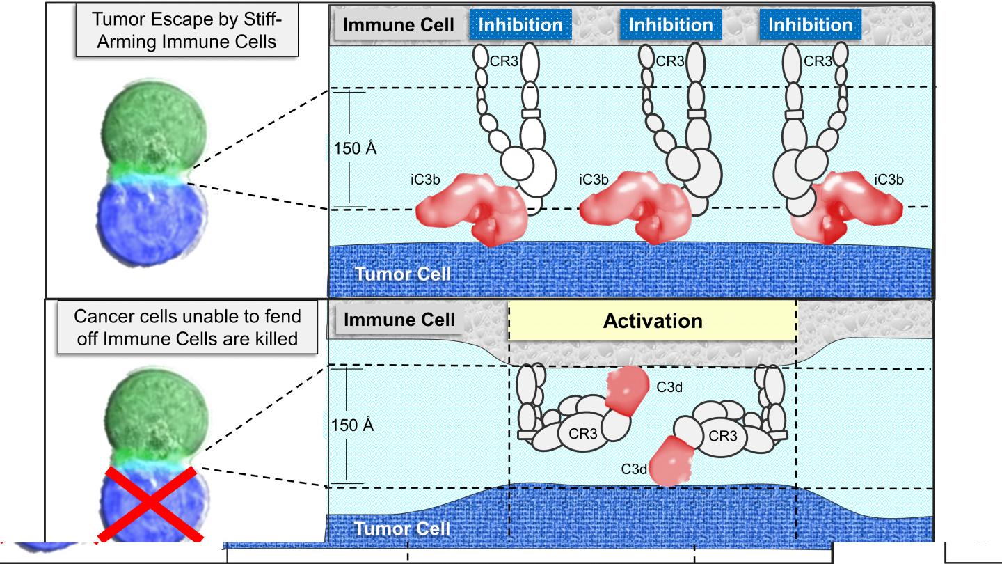 The Complement System is used by Tumors to fend-off the Immune System.