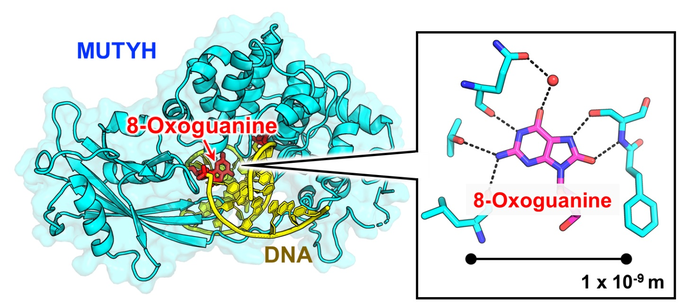 MUTYH recognizes 8-oxoguanine in DNA