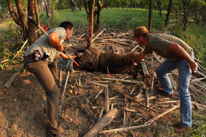 Rescuing a bear trapped in wire-snare in an orchard