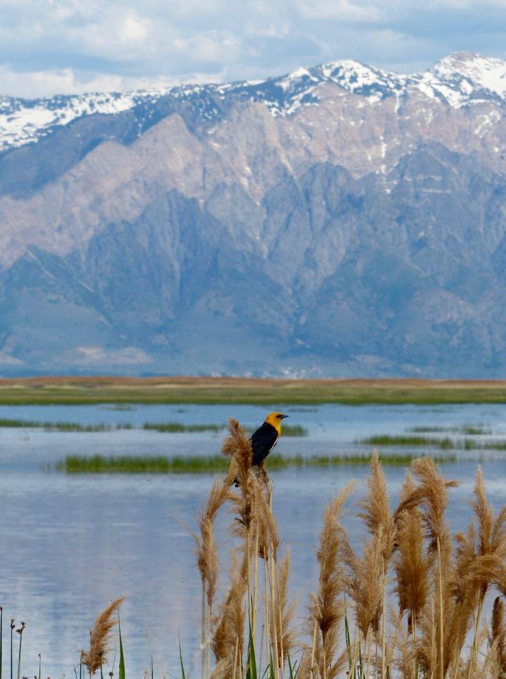 Yellow-headed Blackbird