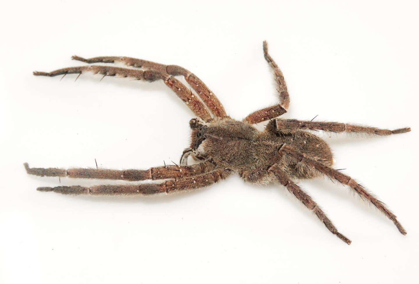 Phoneutria boliviensis in the Peruvian Amazon