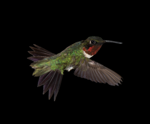 An adult male ruby-throated hummingbird