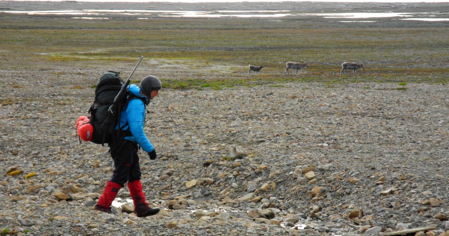 Martin Kristiansen Walks by a Group of Reindeer on Prins Karls Forland