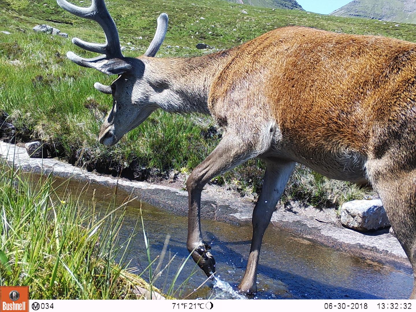 Red Deer in Camera Trap