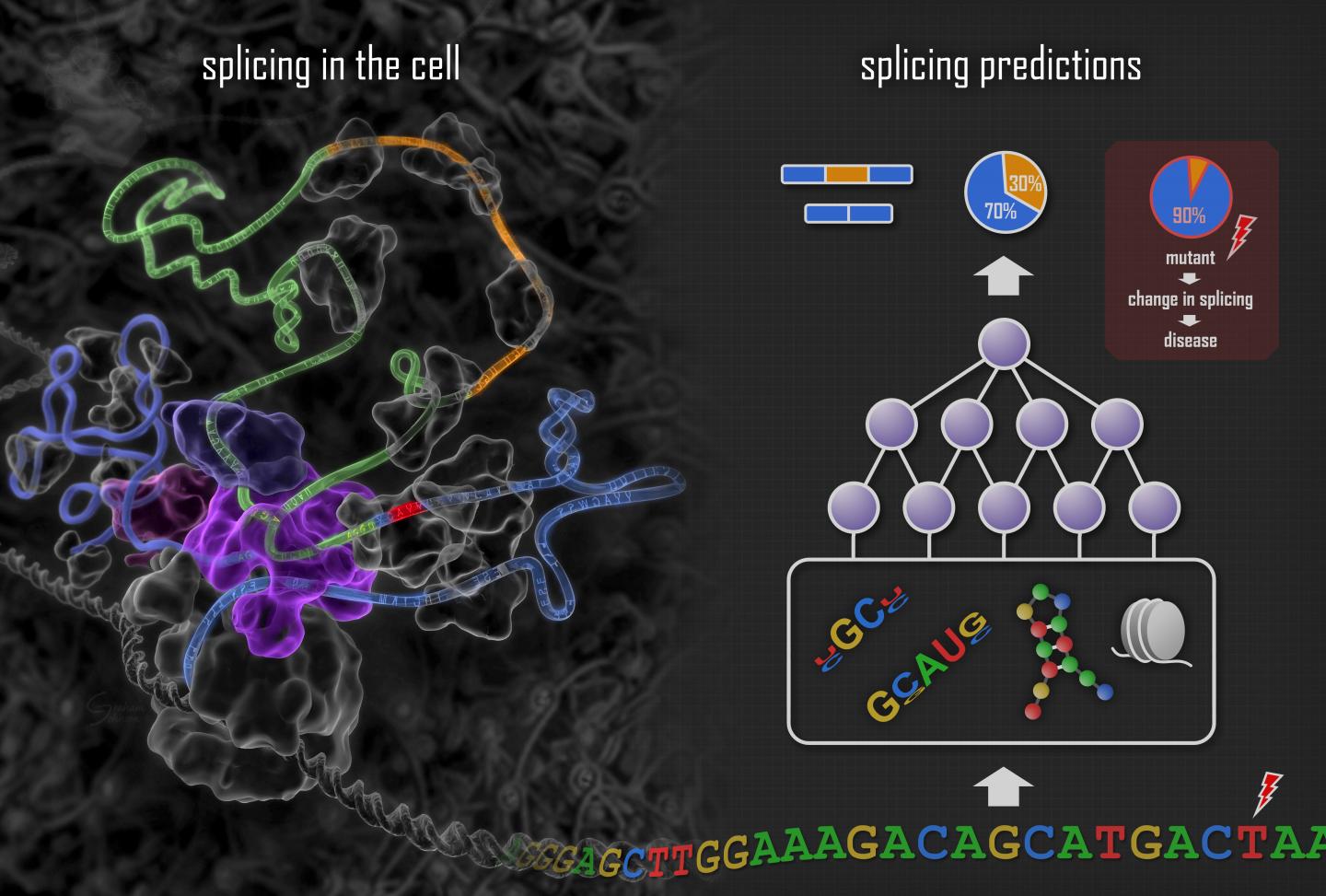 Splicing Predictions Used to Identify Disease Mutations (3 of 6)