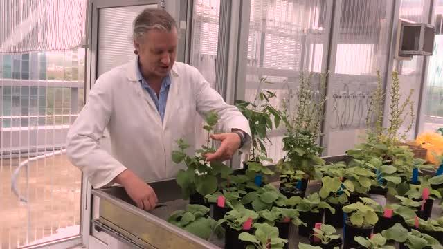QUT 'Magical' Plant Gene Discovery