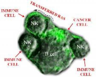 Ras Protein and Cells