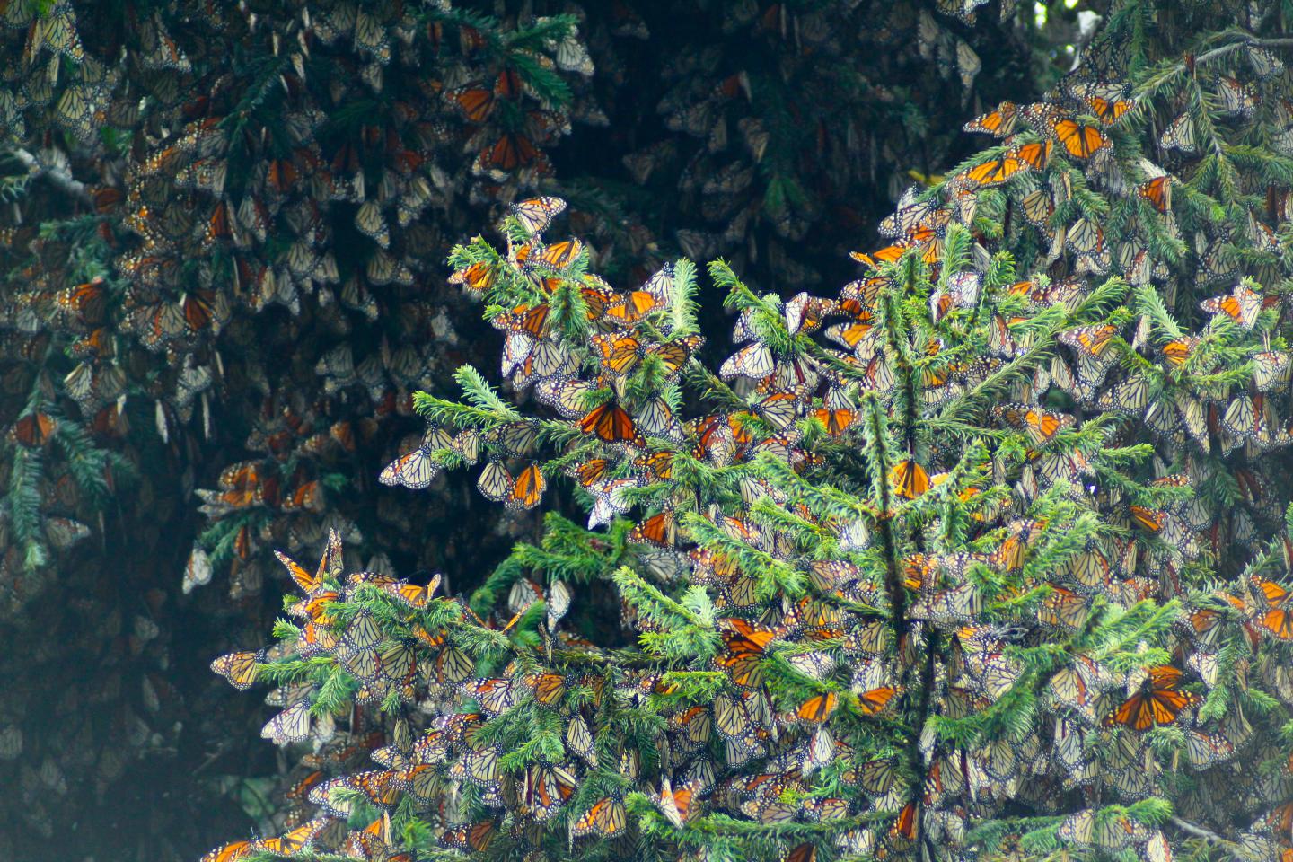 Monarchs in Mexico