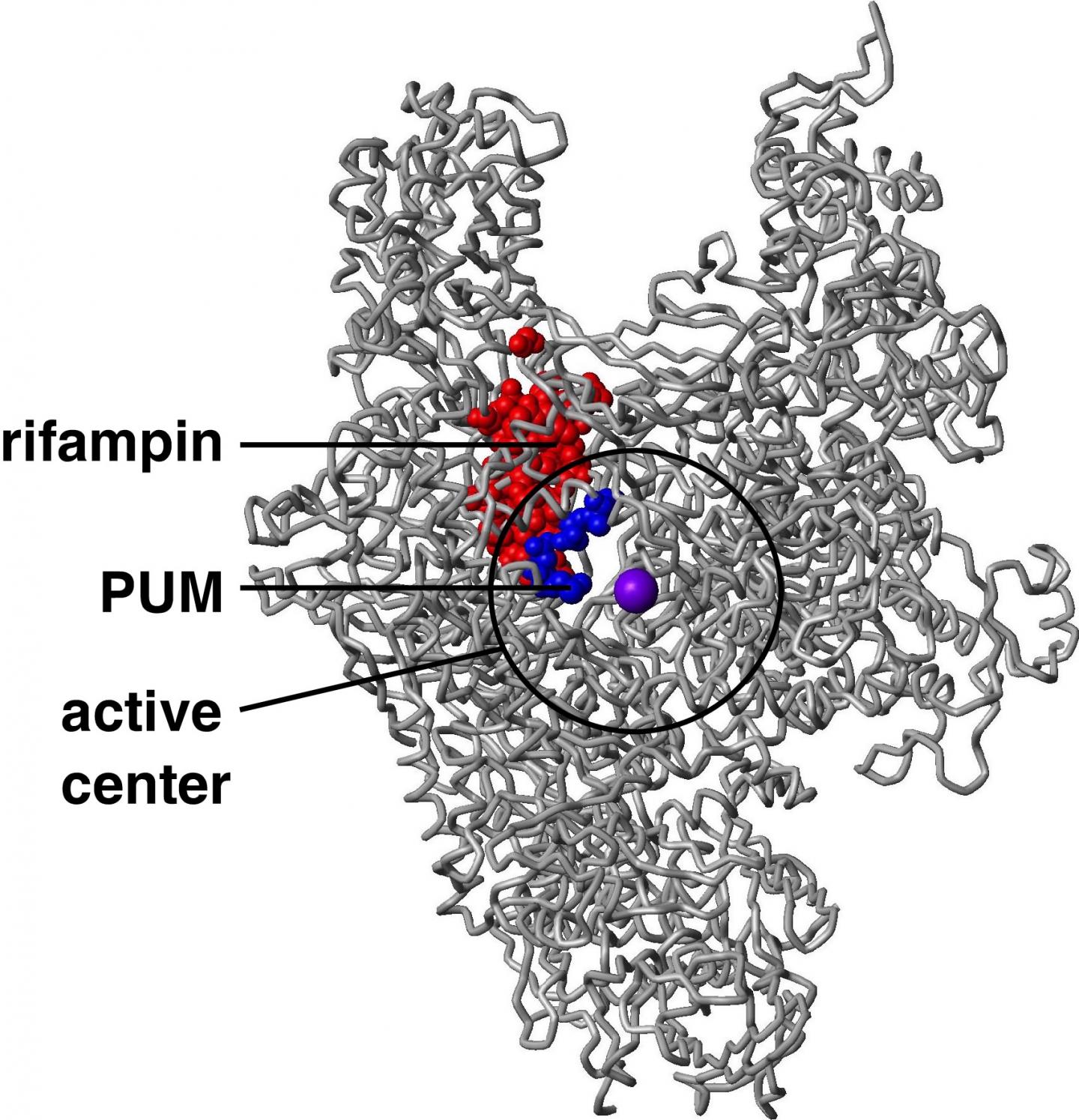 Pseudouridimycin and Rifampin