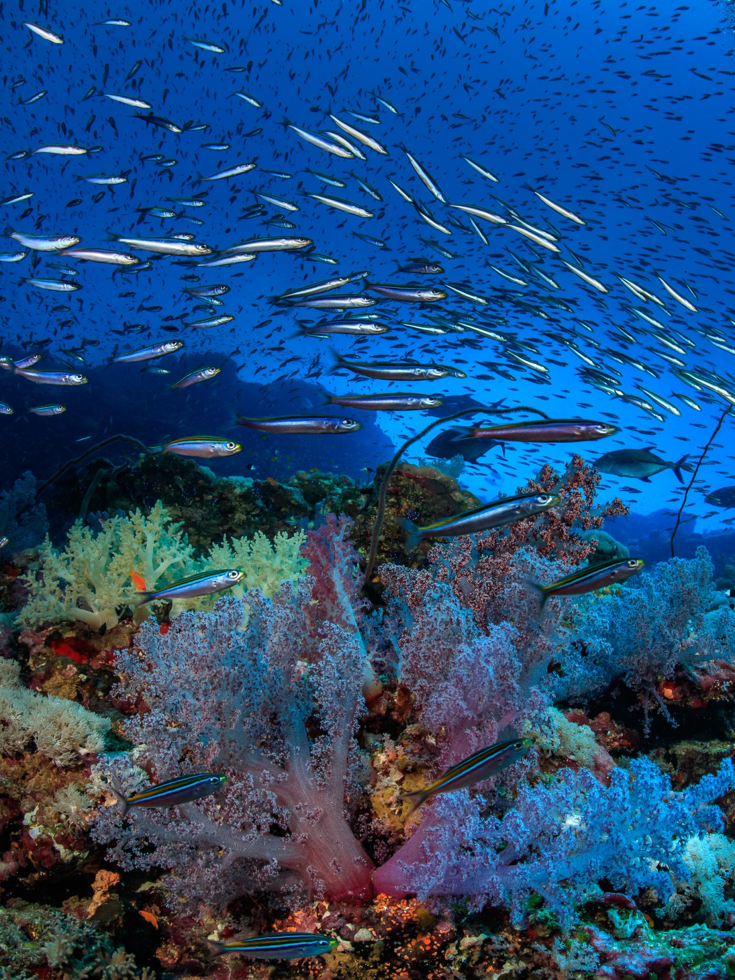 Coral, Sudan (1 of 2)