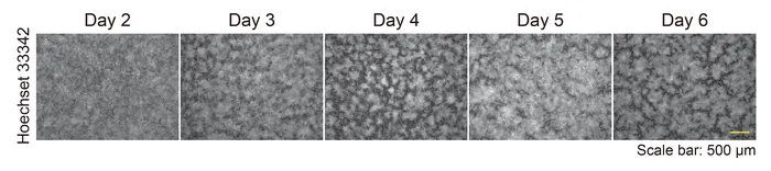 Refreshing the culture medium led to a loss of patterning in keratinocyte cultures