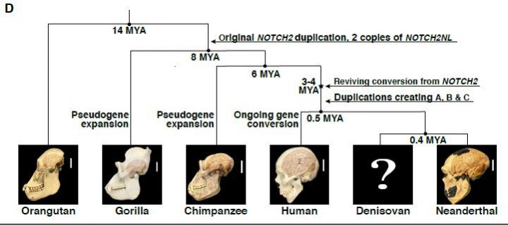 Evolutionary History of NOTCH2NL