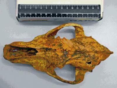 Siberian Dog Skull (2 of 2)