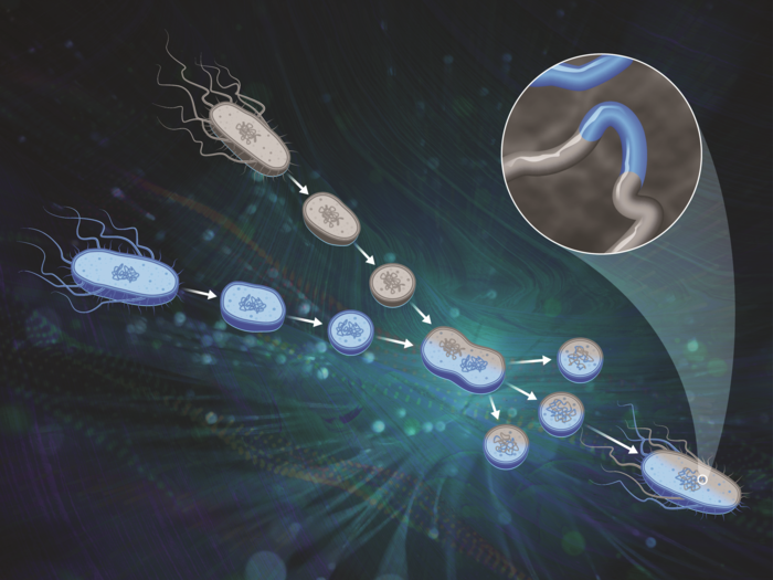 Protoplast fusion in Bacillus species