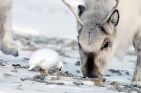 Reindeer, Ptarmigan Share Coveted Ice-Free Spot