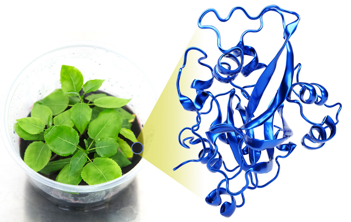 One of the proteins identified