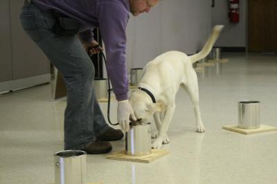 IUPUI Study Reveals How Dogs Detect Explosives, Offers New Training Recommendations